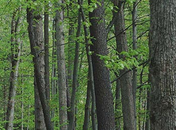 See more about our Sustainable Forestry practices sustainable forestry